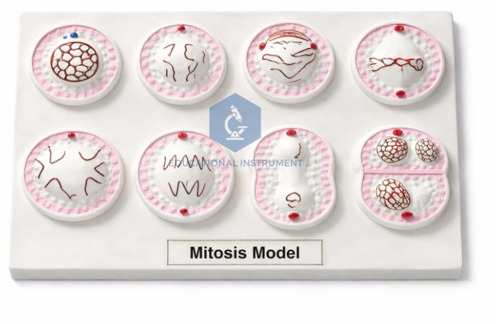 Mitosis Model